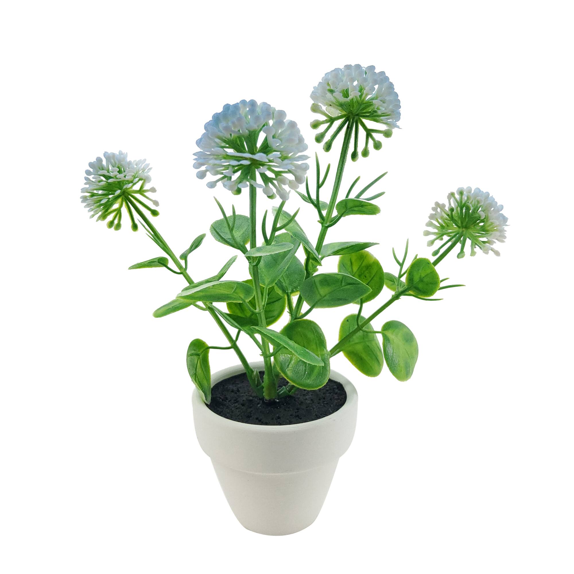 Assorted Micro Plant, 1pc. by Ashland®